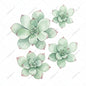 Succulent Plant Watercolor Art | Modern Botanical Painting with Black Watermark